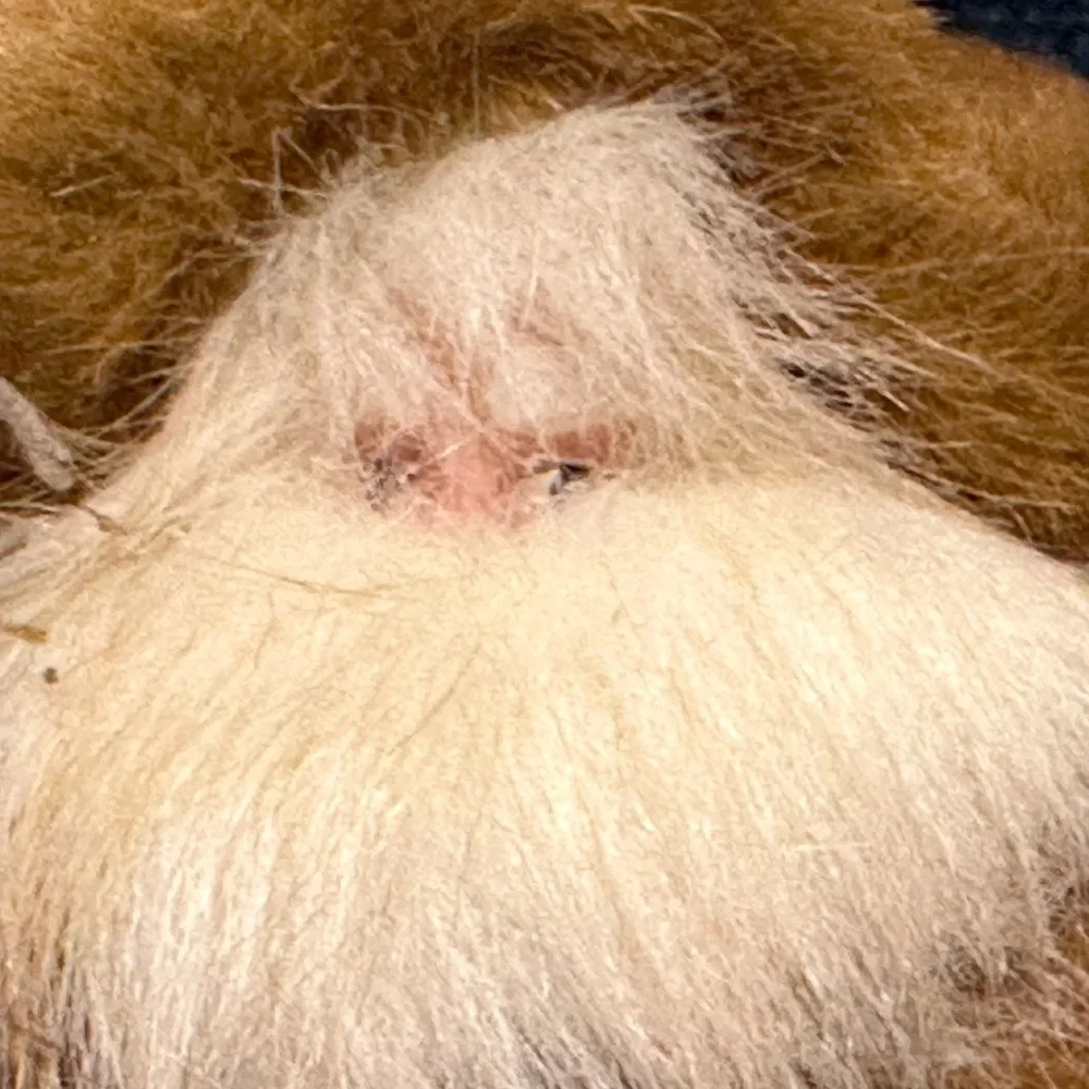 Shaggy haired and bearded Santa wears a brown cape and carries a burlap sack.
